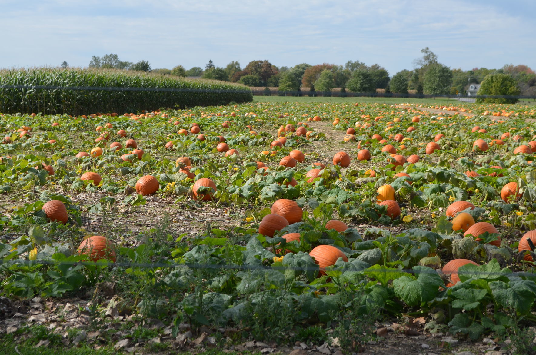 It’s the Great Pumpkin, Charlie Brown